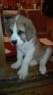 StBernard