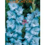 Гладиолус Коте Д.Азур (гофрированный)