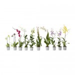 ORCHIDACEAE Растение в горшке - IKEA