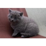 Британский котенок